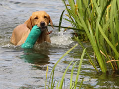 Black Labrador going through it's paces in the Gun Dog Scurry