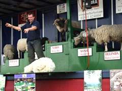 The Sheep Show stage