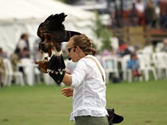 Charlotte Hill and her Birds of Prey