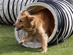 White poodle on the dog agility course