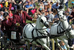 A team of ponies negotiating a gate in the Scurry Driving